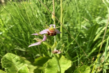 bee orchid.jpg